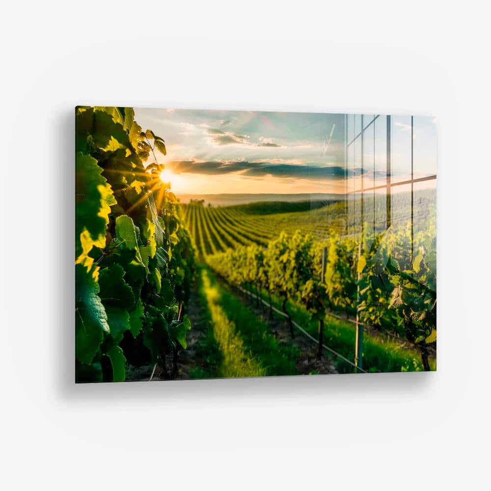 Vineyard Sun – Verre