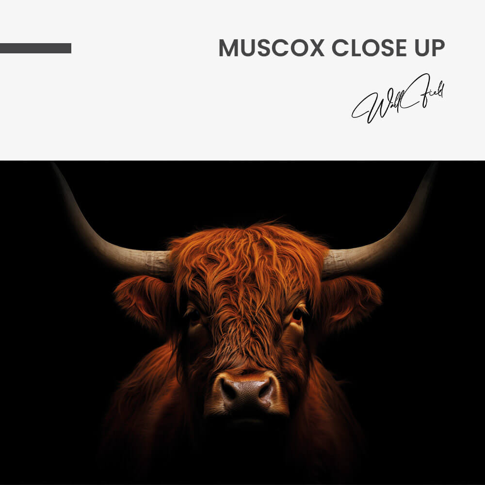 Muscox Close Up – Verre