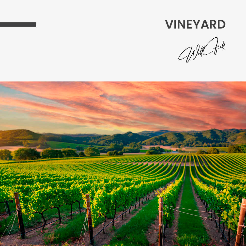 "Vineyard"