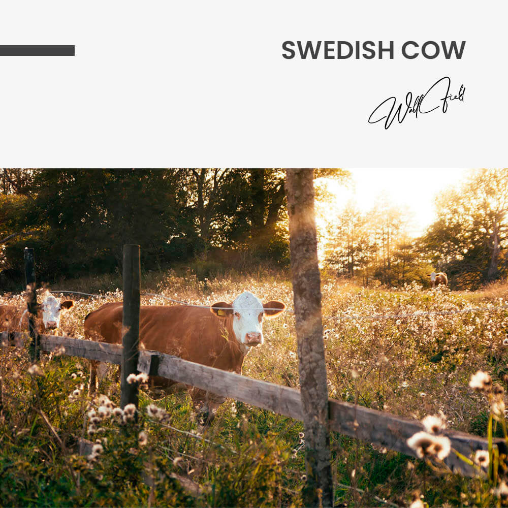 "Swedish Cow"