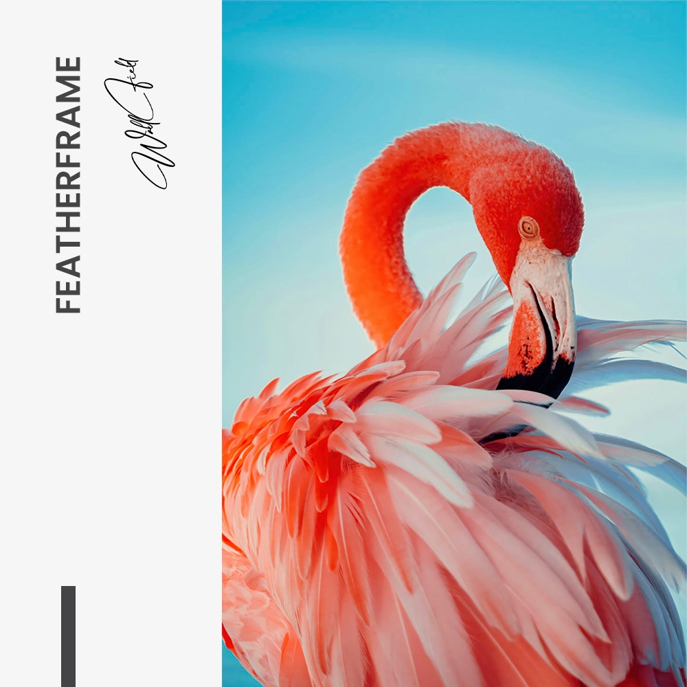Featherframe – Verre