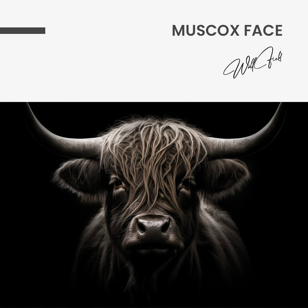 "Muscox Face"