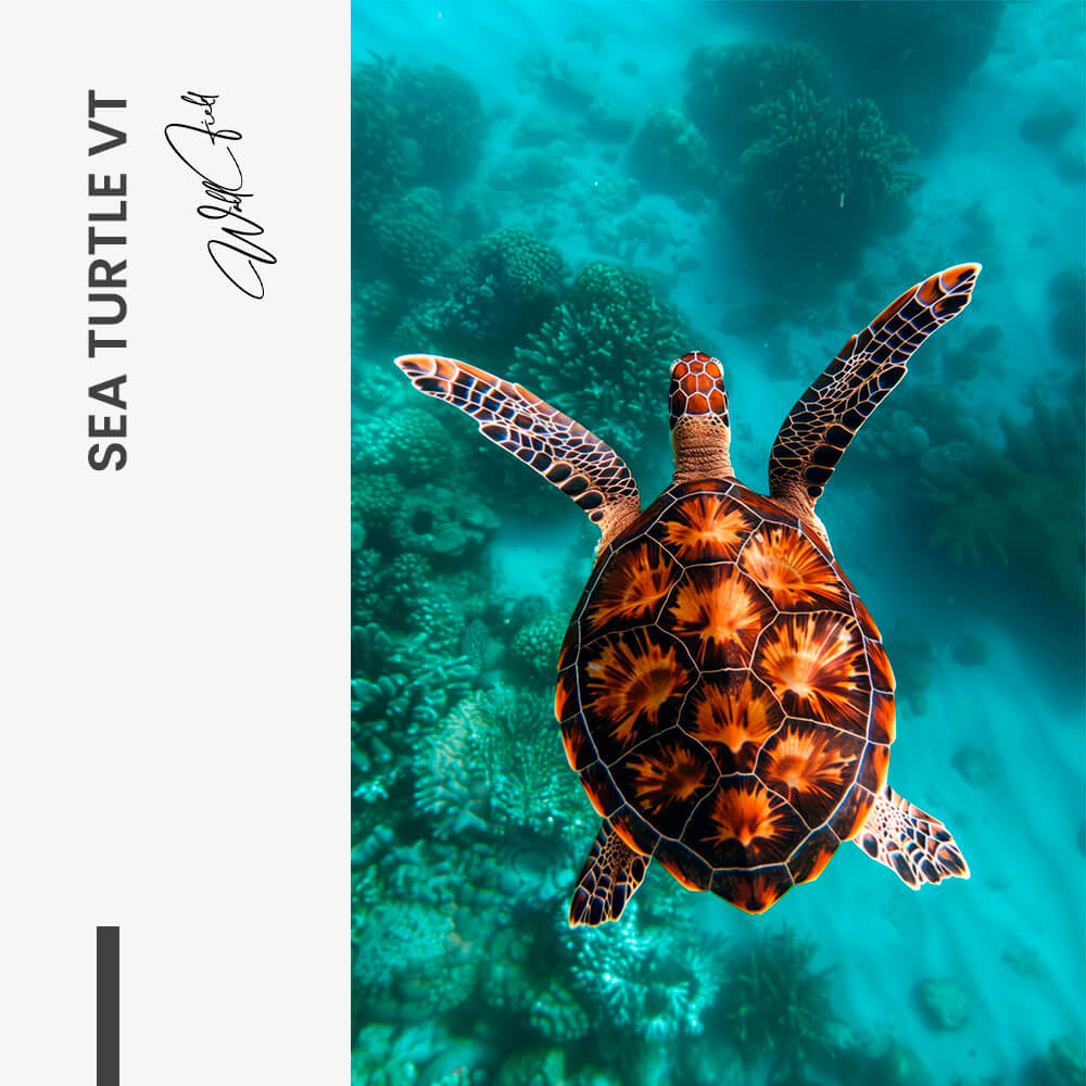 Sea Turtle VT – Verre