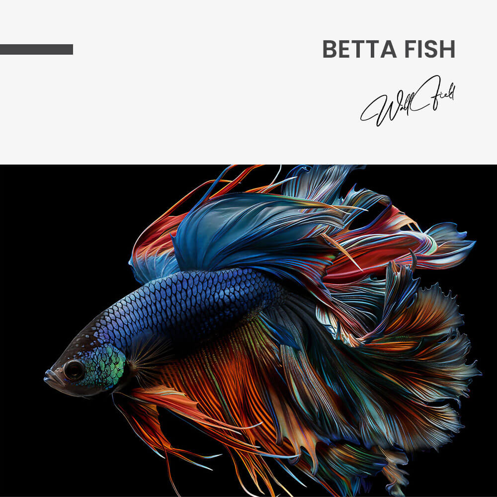 Betta Fish – Verre