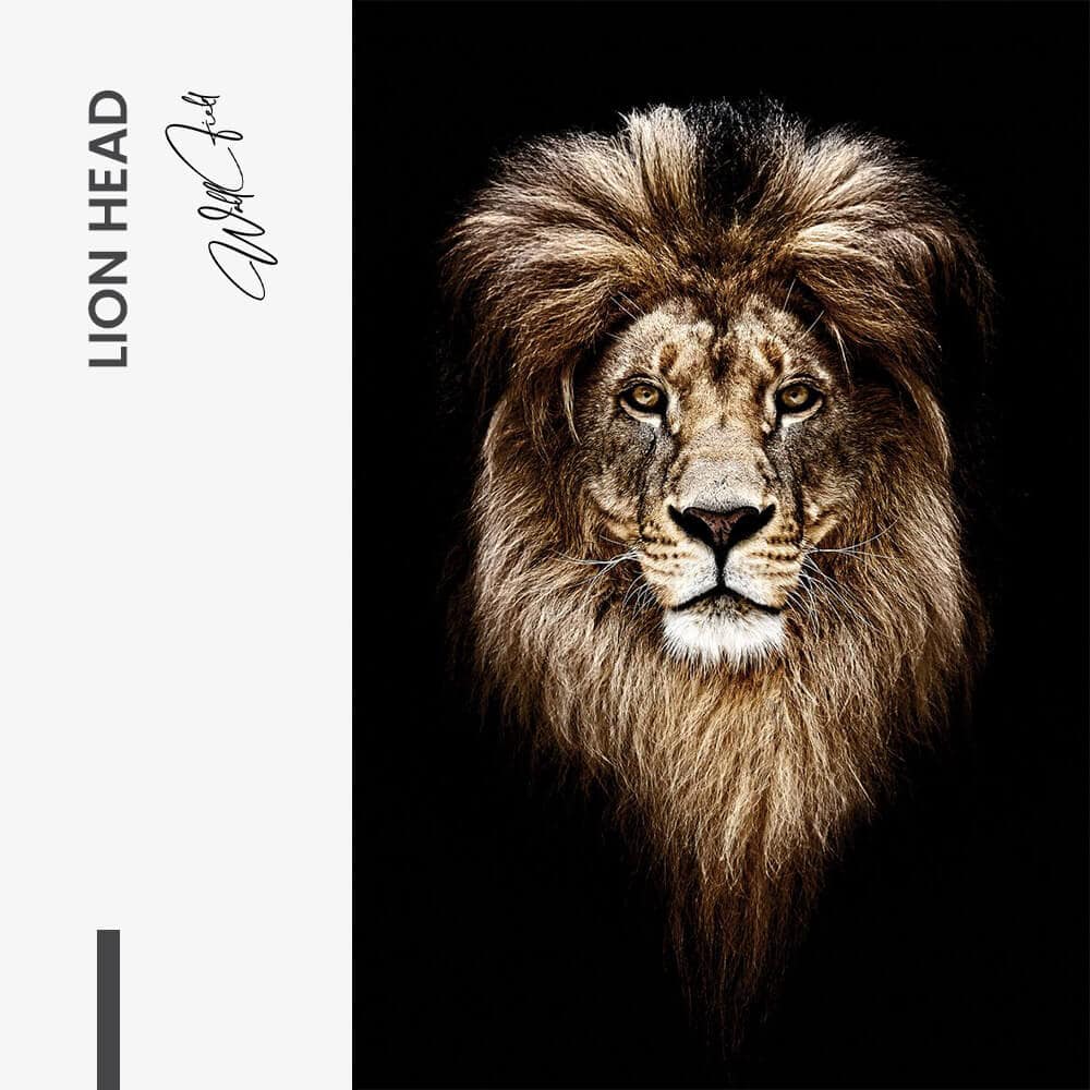"Lion Head"