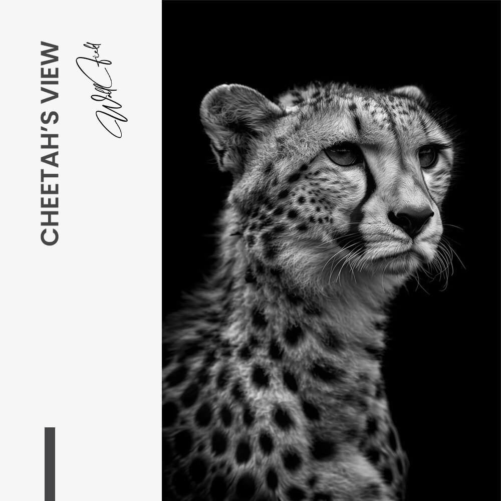 "Cheetah's View"