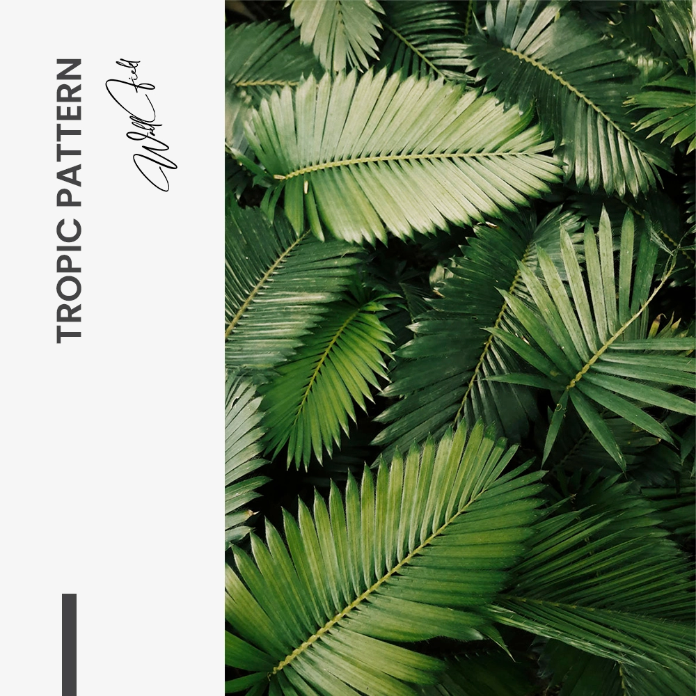 "Tropic Pattern"