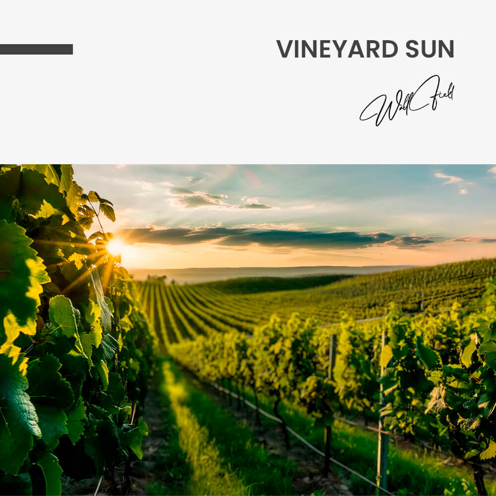 Vineyard Sun – Verre