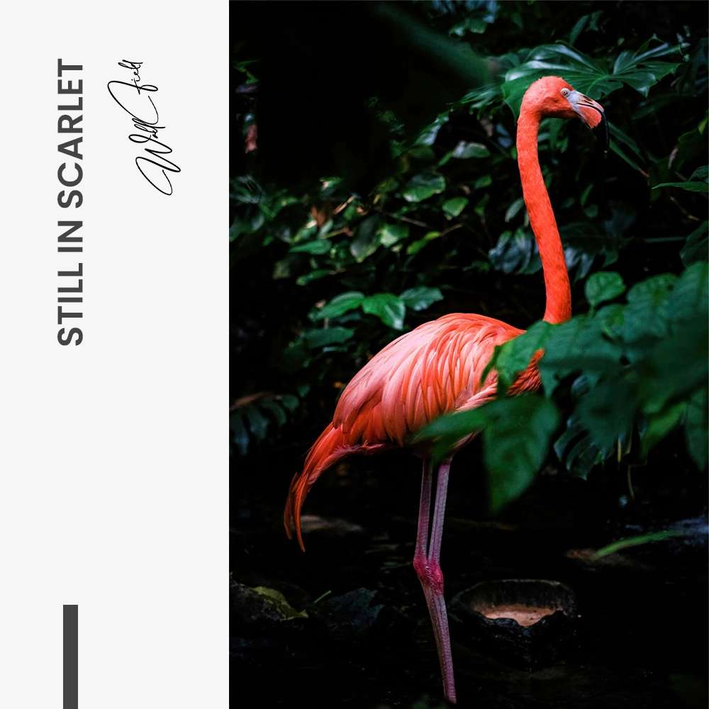 Still in Scarlet – Verre