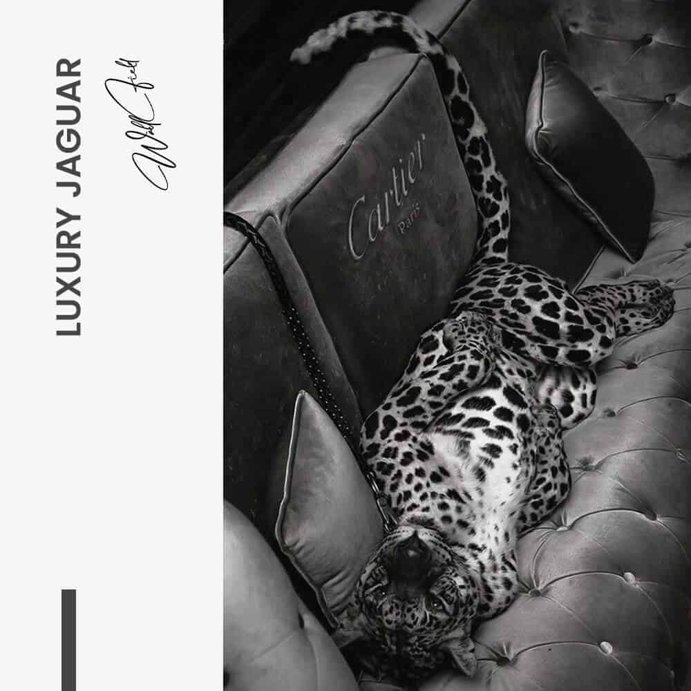 Luxury Jaguar - Verre