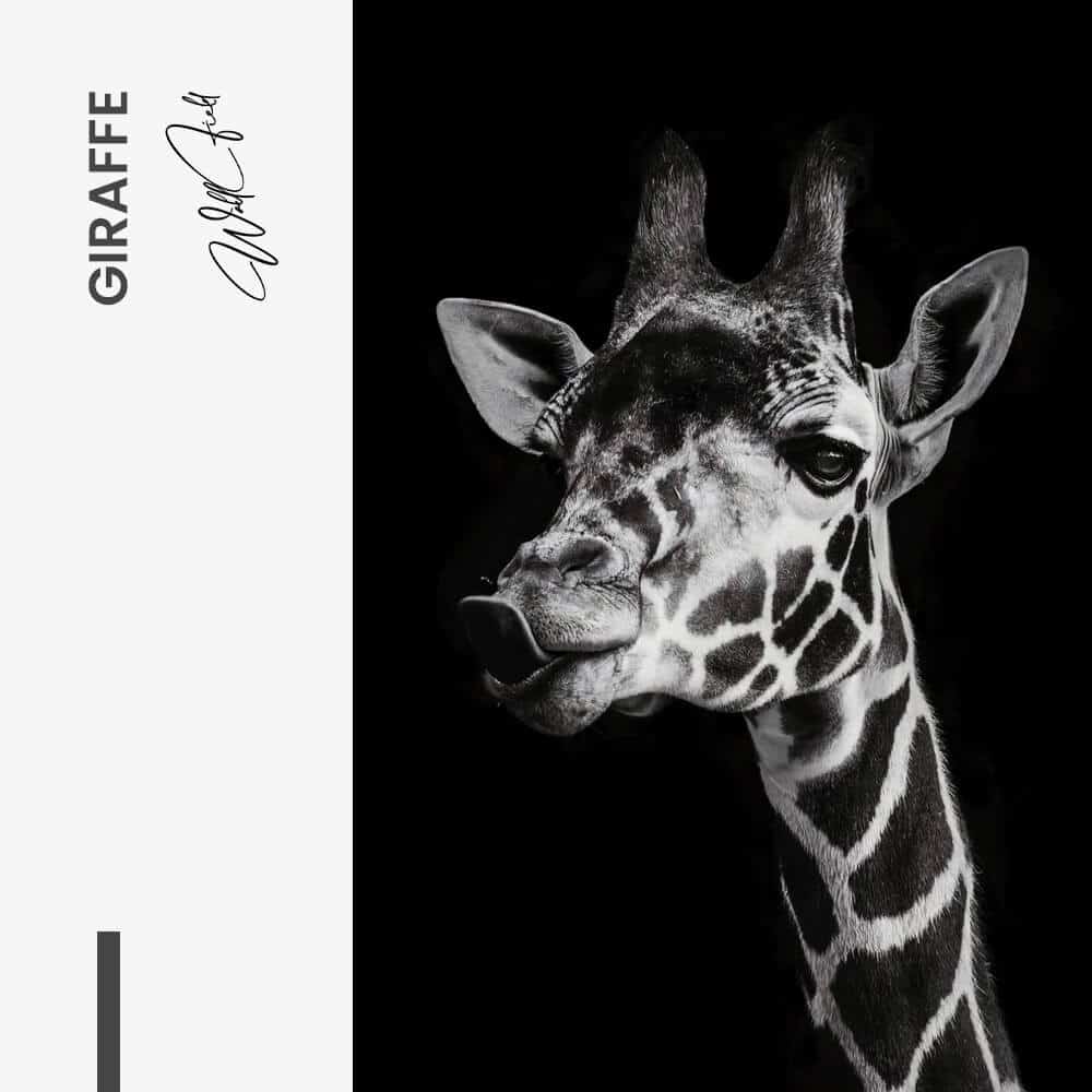 "Giraffe"