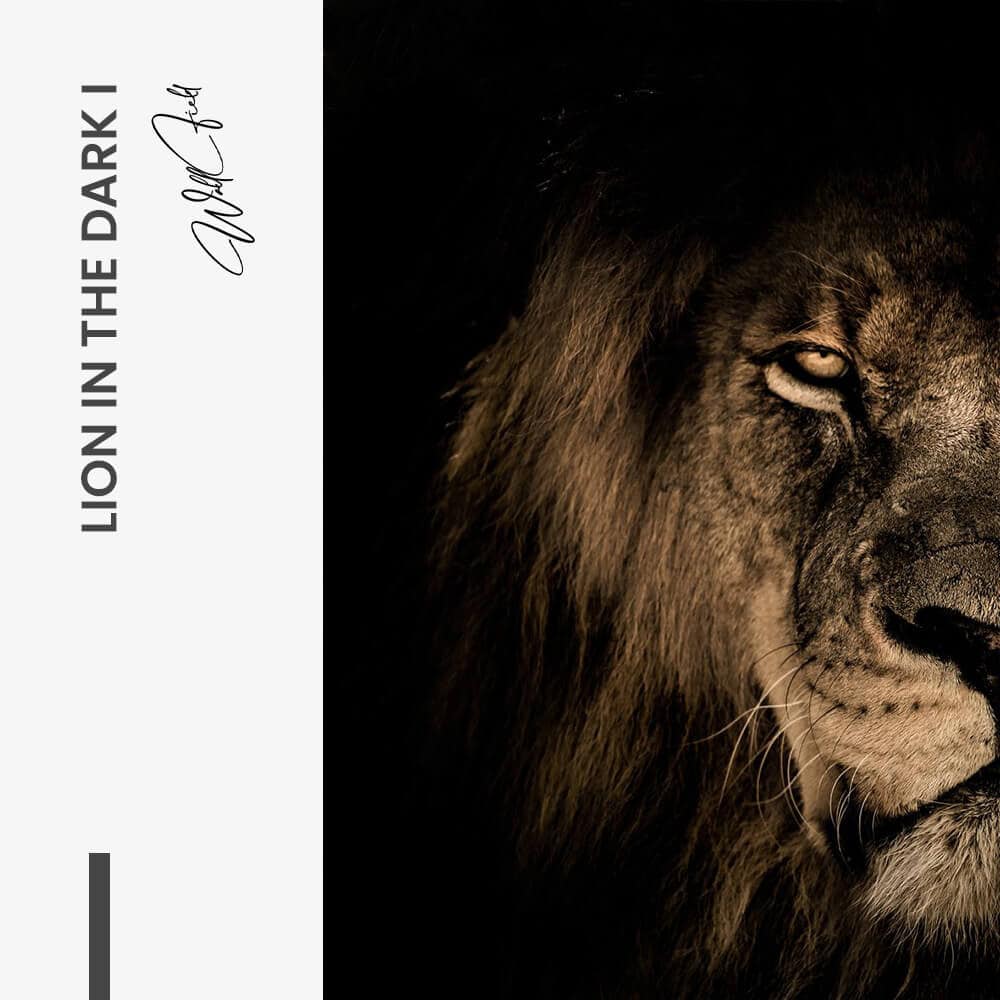 Lion in the Dark (2x) - Verre