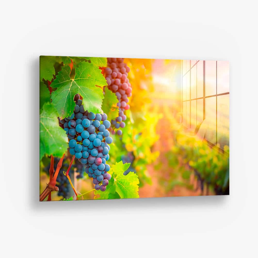Vineyard Grape – Verre