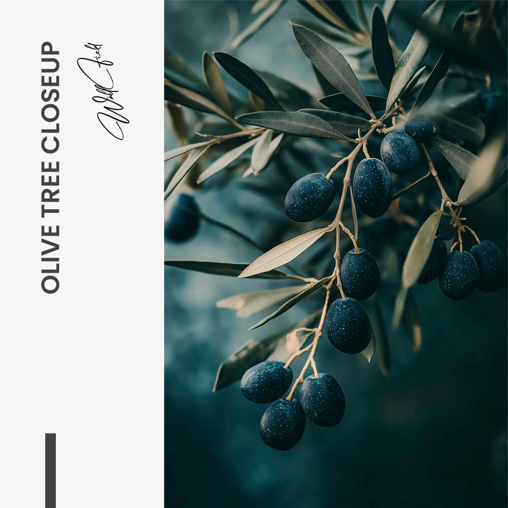 Olive Tree Closeup – Verre