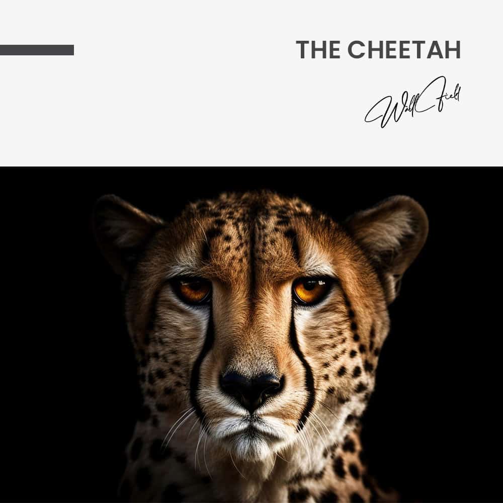 "The Cheetah"