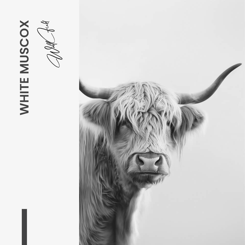White Muscox – Verre