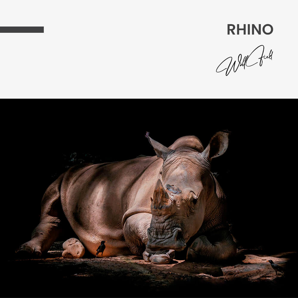 Rhino – Verre
