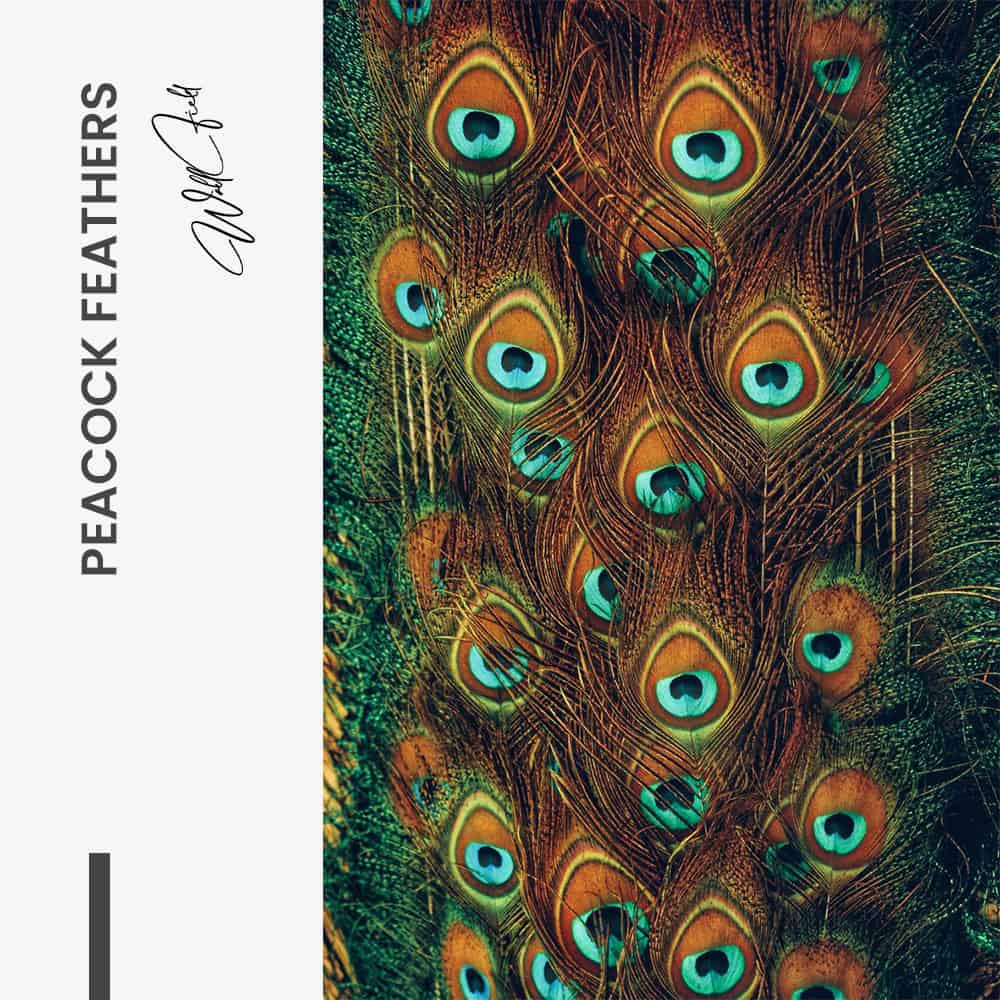 Peacock Feathers – Verre