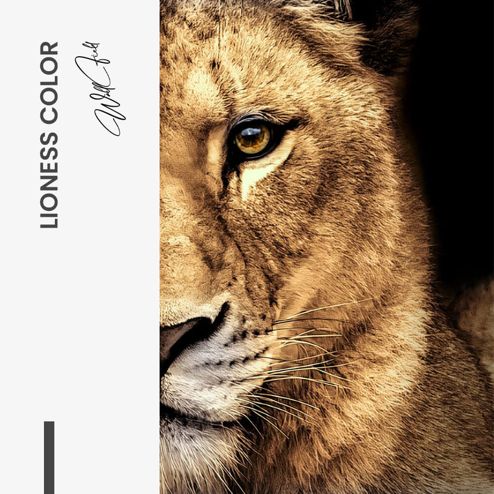Bundle: "Lion & Lioness Color" (2x) – Verre