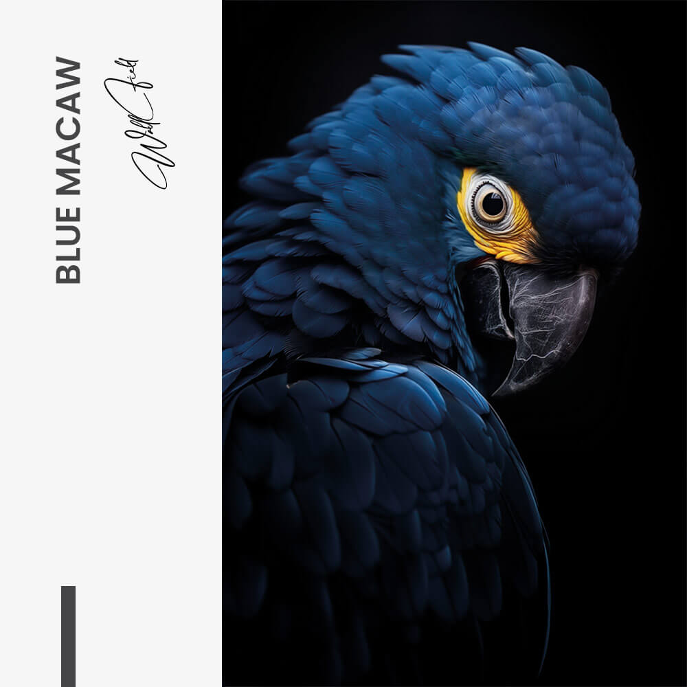 "Blue Macaw"