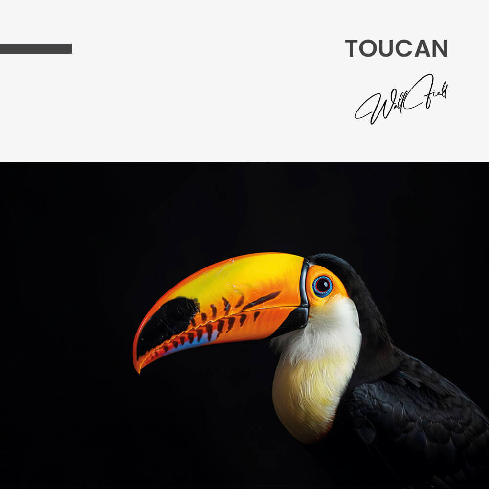Toucan – Verre
