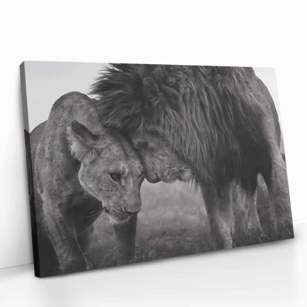 “Loving Lion”