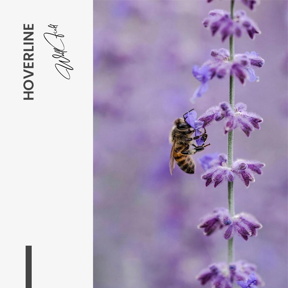 Hoverline – Verre