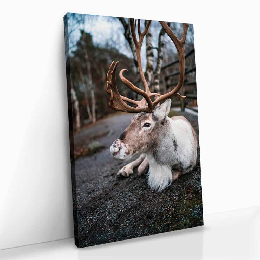 "The Caribou"