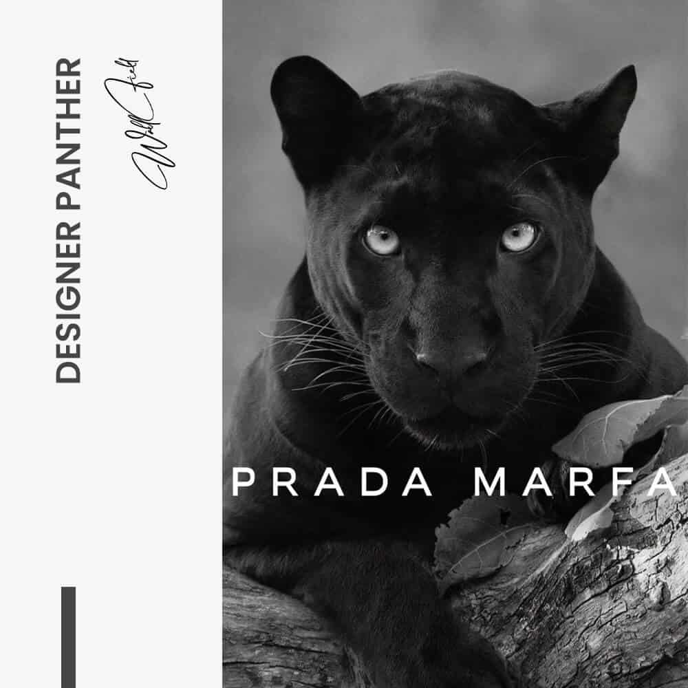 Designer Panther - Verre