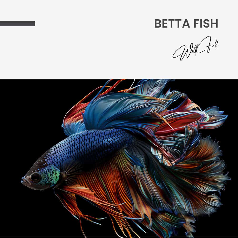 Betta Fish – Verre