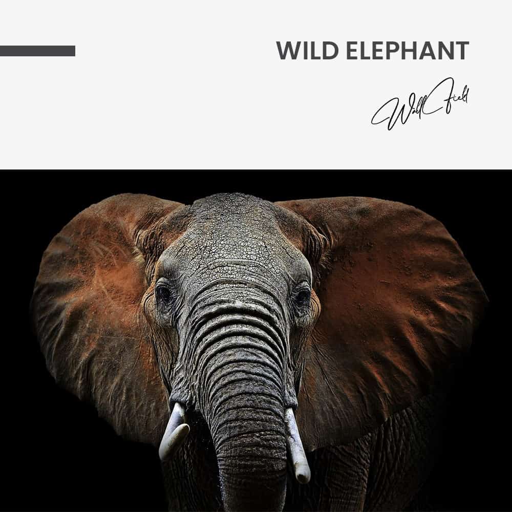 Wild Elephant – Verre