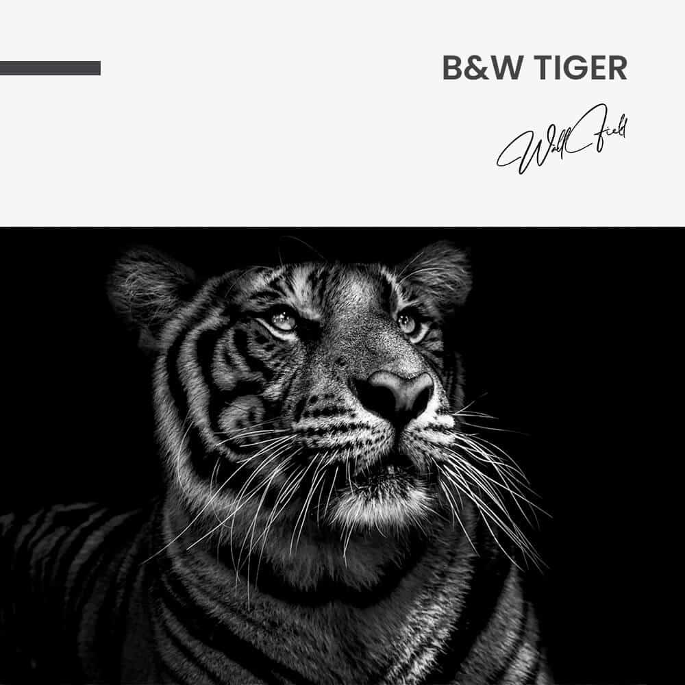 B&W Tiger – Verre