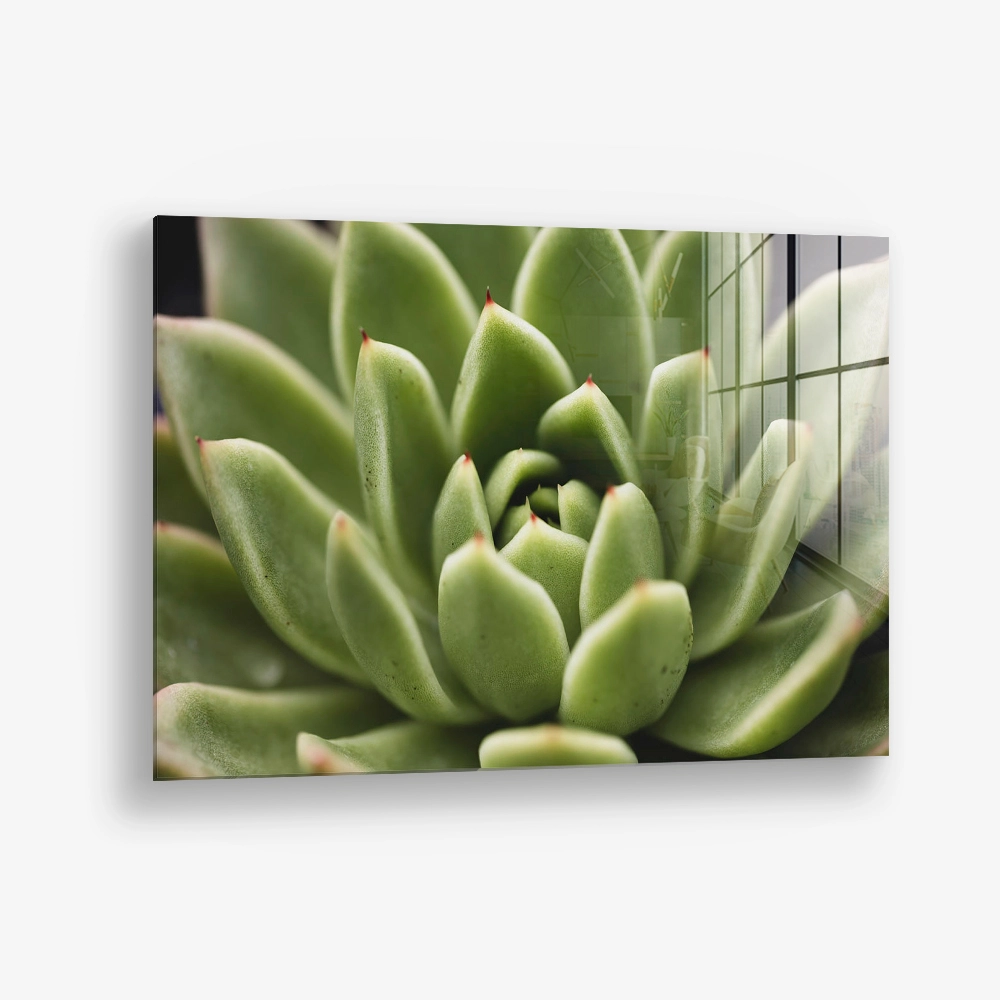 Thorn Array – Verre