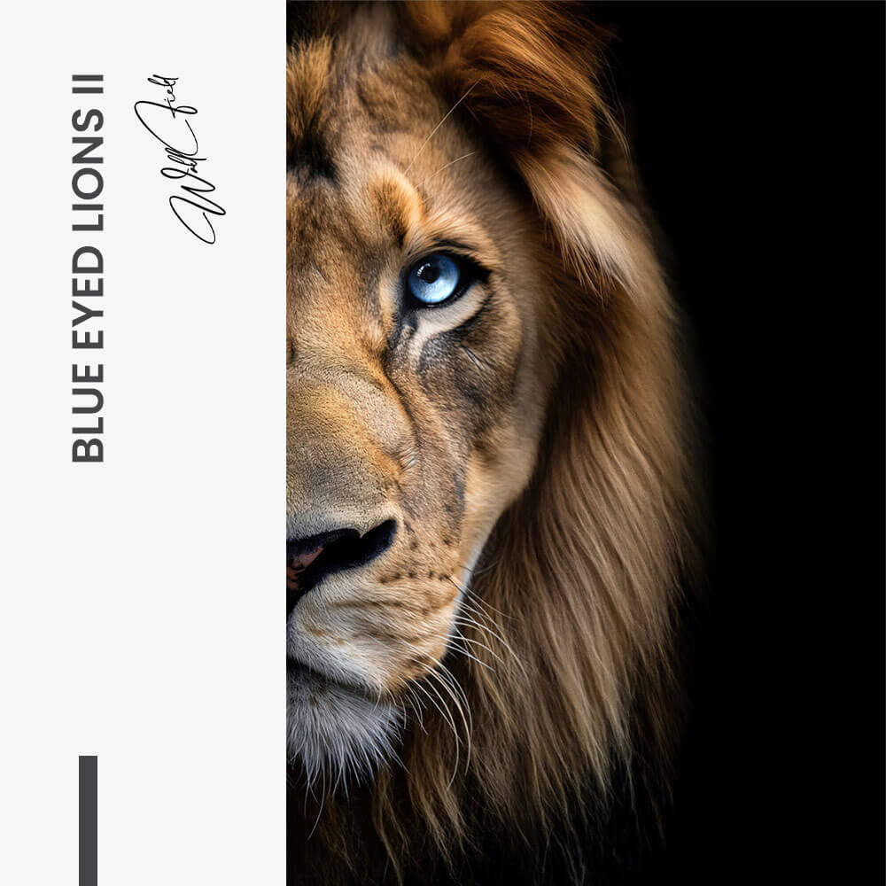 Bundle: "Nº5" (3x) - Verre