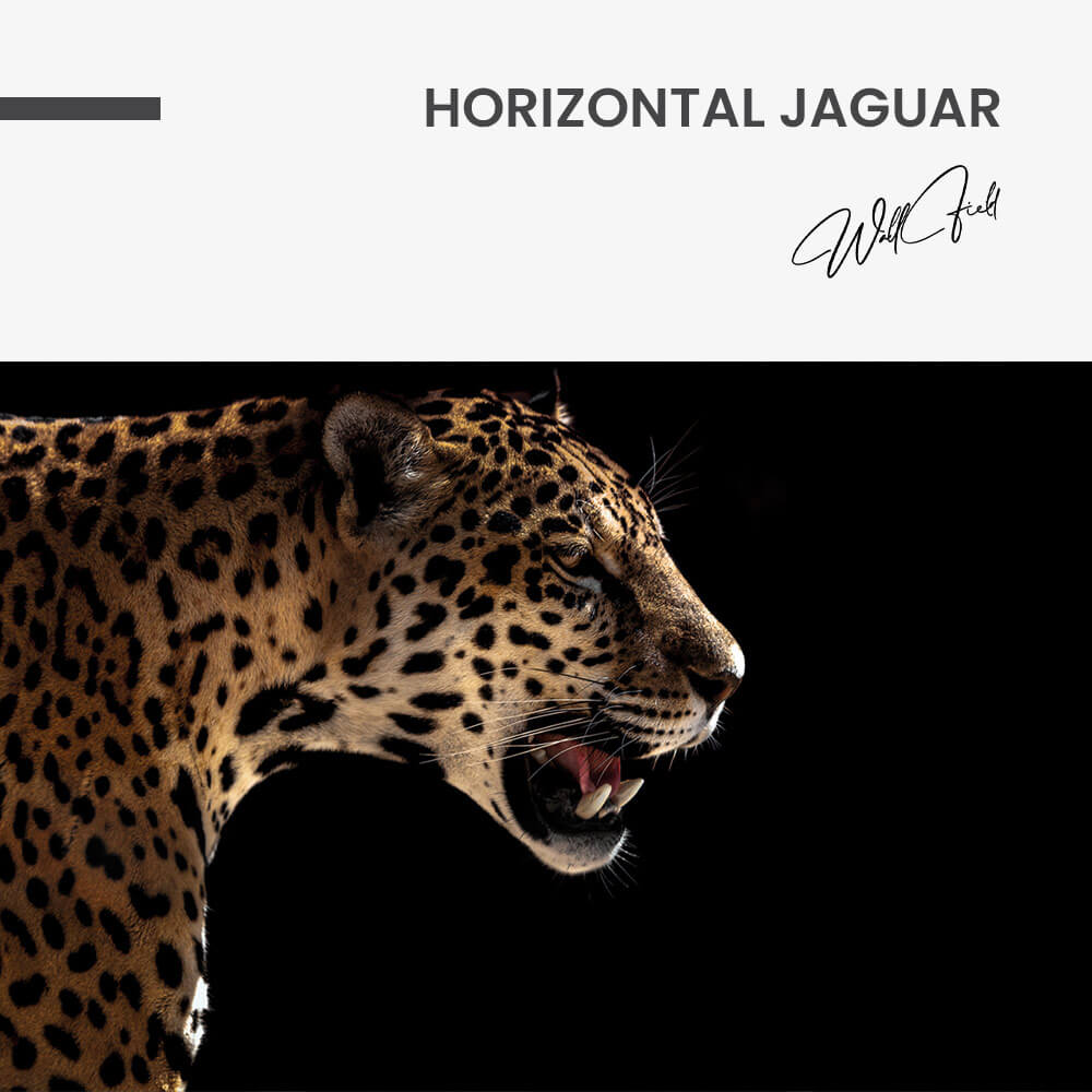 Horizontal Jaguar – Verre