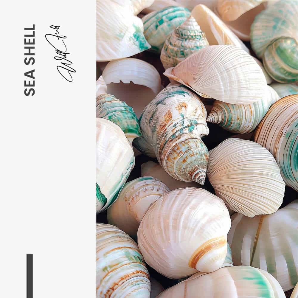 Sea Shell – Verre