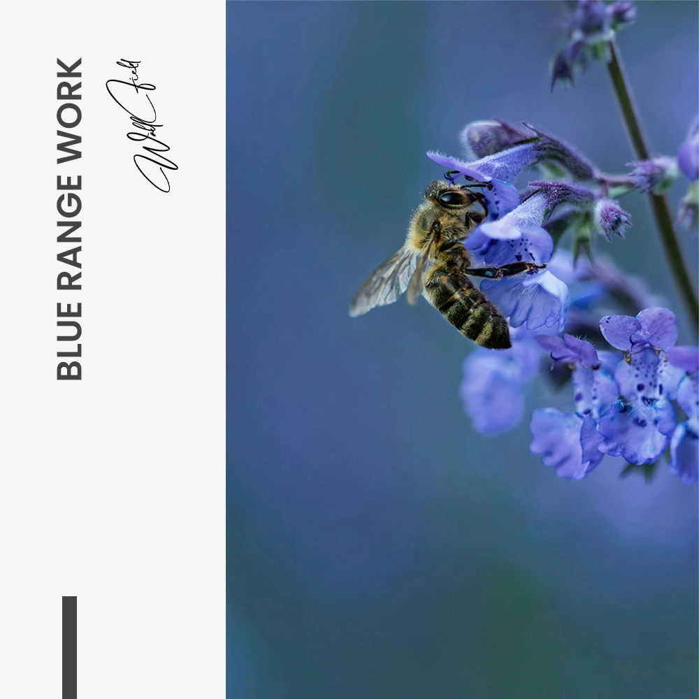 "Blue Range Work"