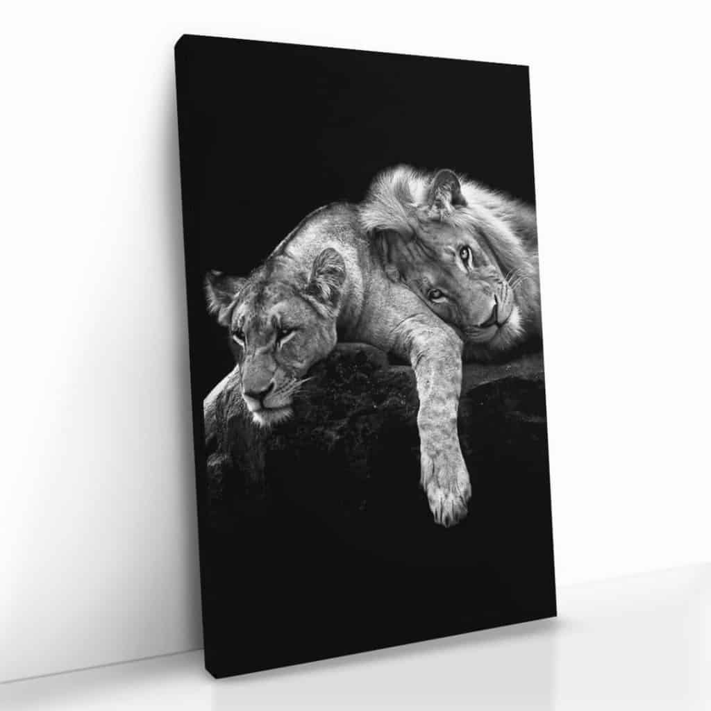 "Lion Love"