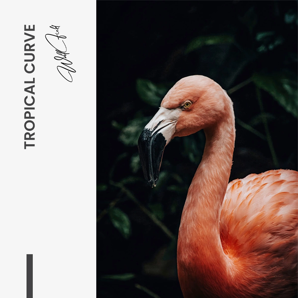 "Tropical Curve"