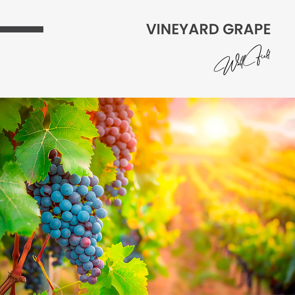Vineyard Grape – Verre