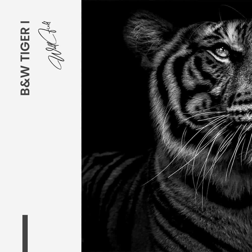 Bundle: "Tiger face" (2x)