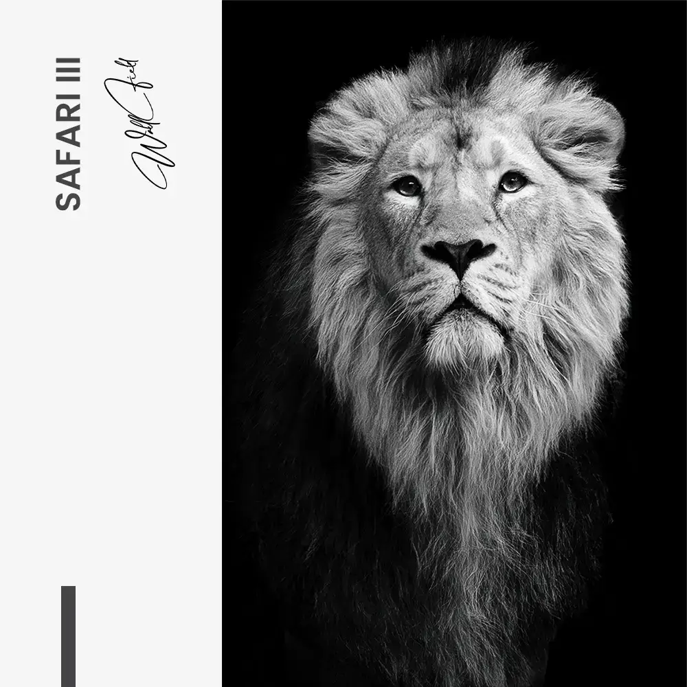 "Safari III"