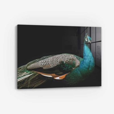 Peacock – Verre
