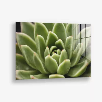 Thorn Array – Verre